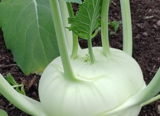 Kohlrabi