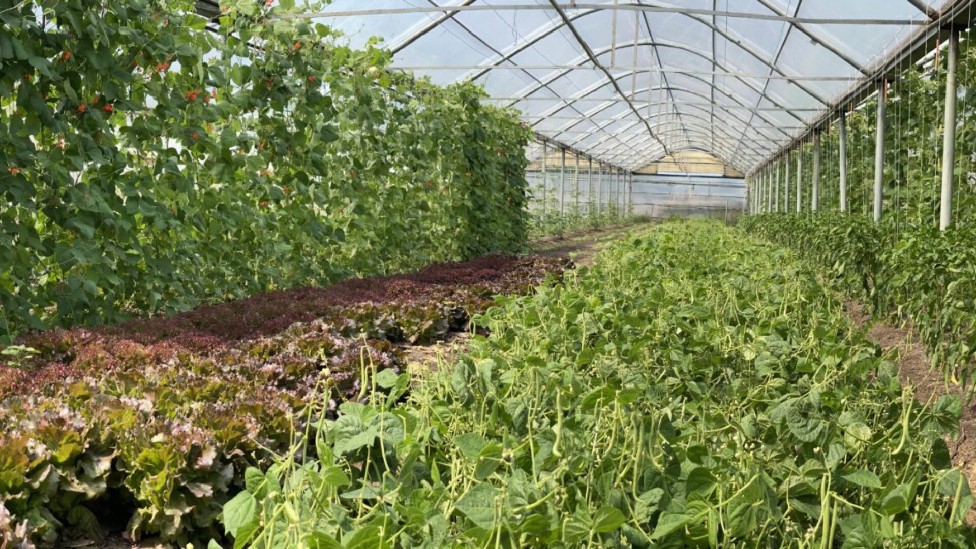 Marktgarten im Saubad